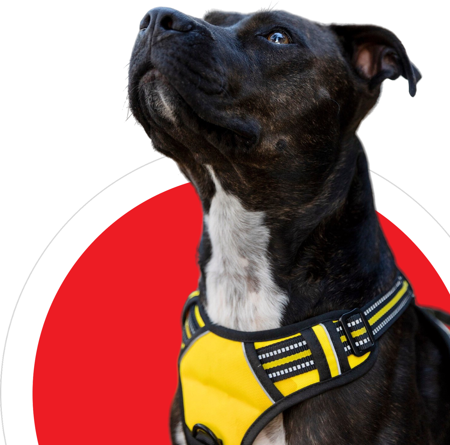 Well-trained dog with yellow harness