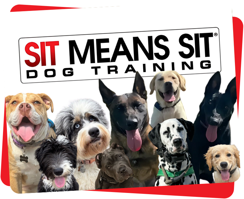 Talking Tails team and dogs
