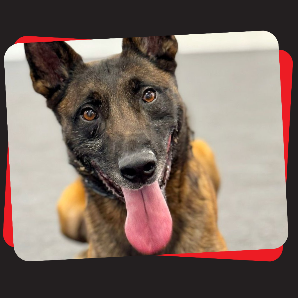 Dog training session at Talking Tails
