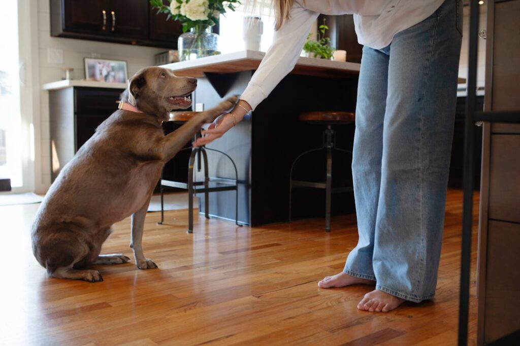 basic tricks to teach your puppy