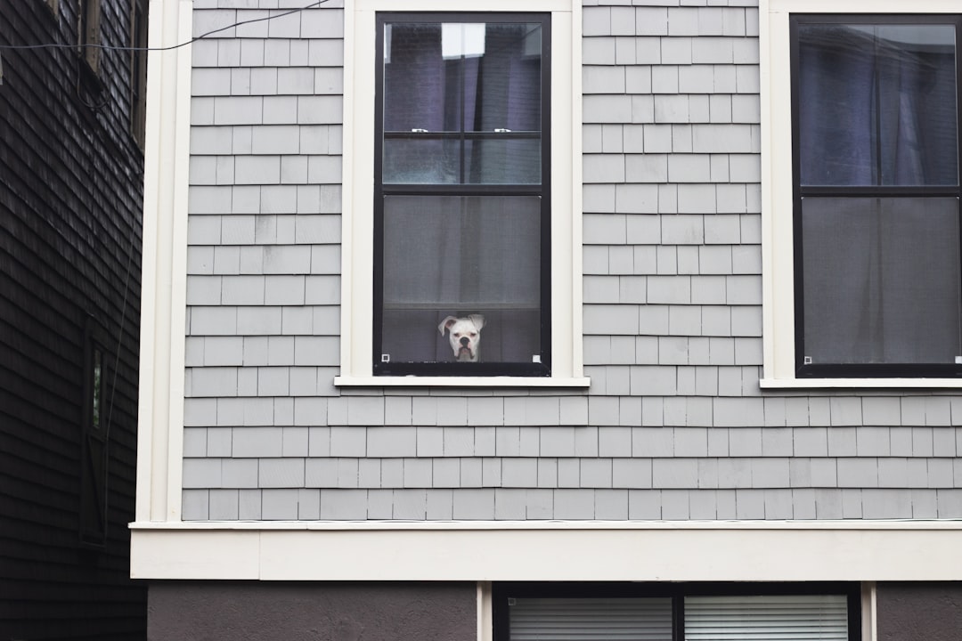 Excessive barking solutions