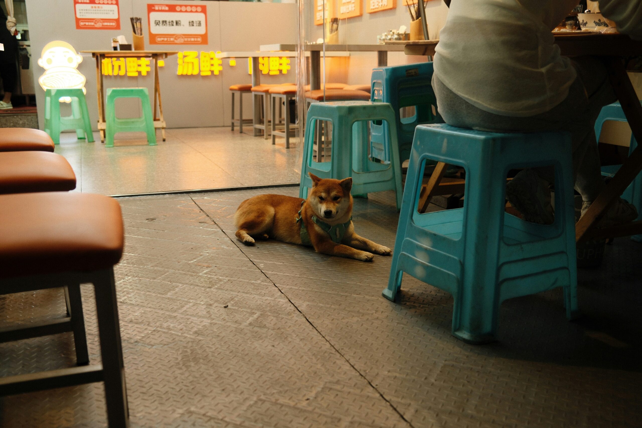 dog-friendly restaurants murfreesboro tn