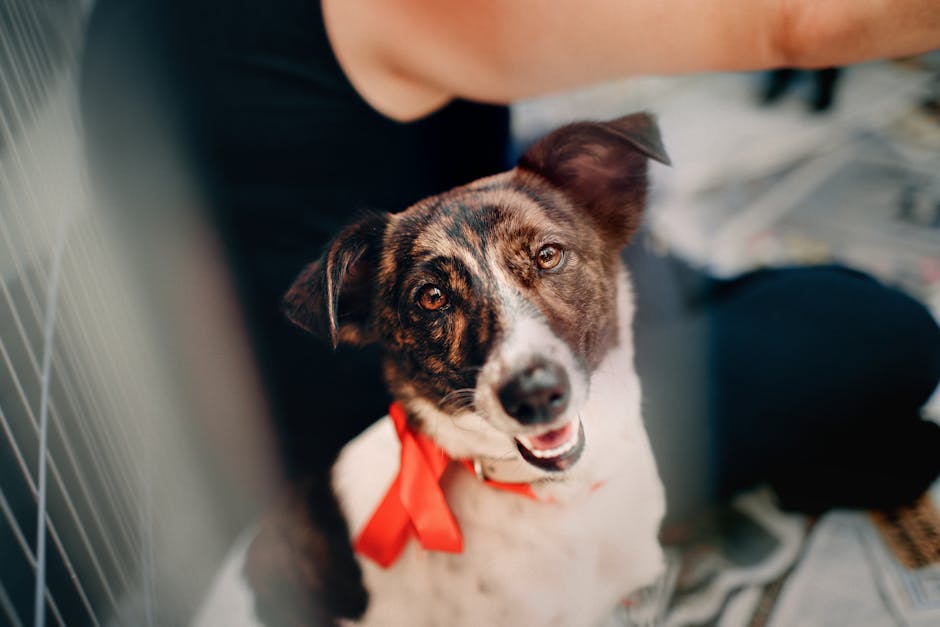 anxiety about new dog