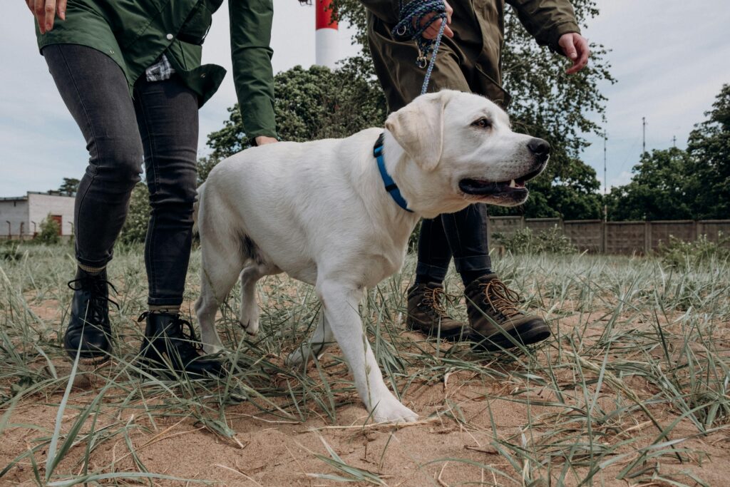 Teach dog to heel