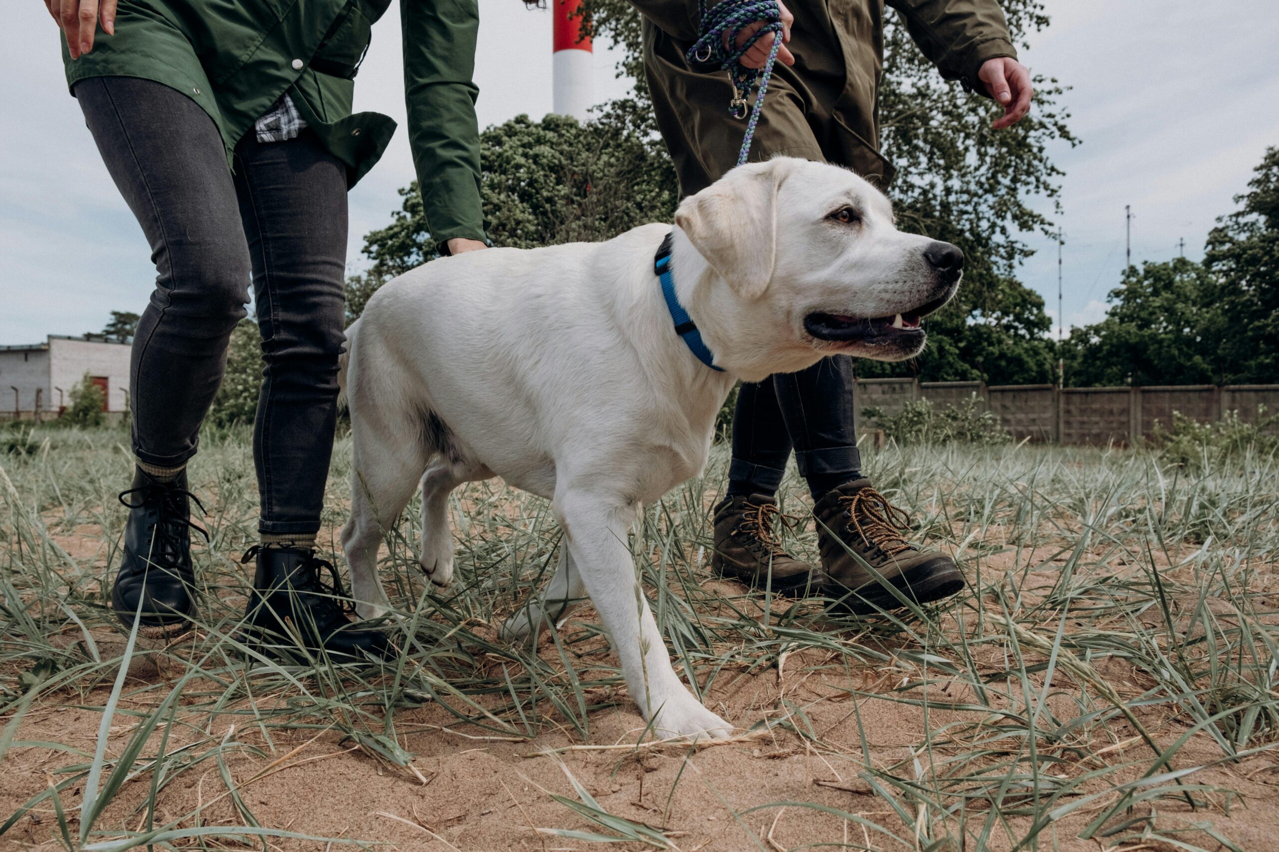 Teach dog to heel