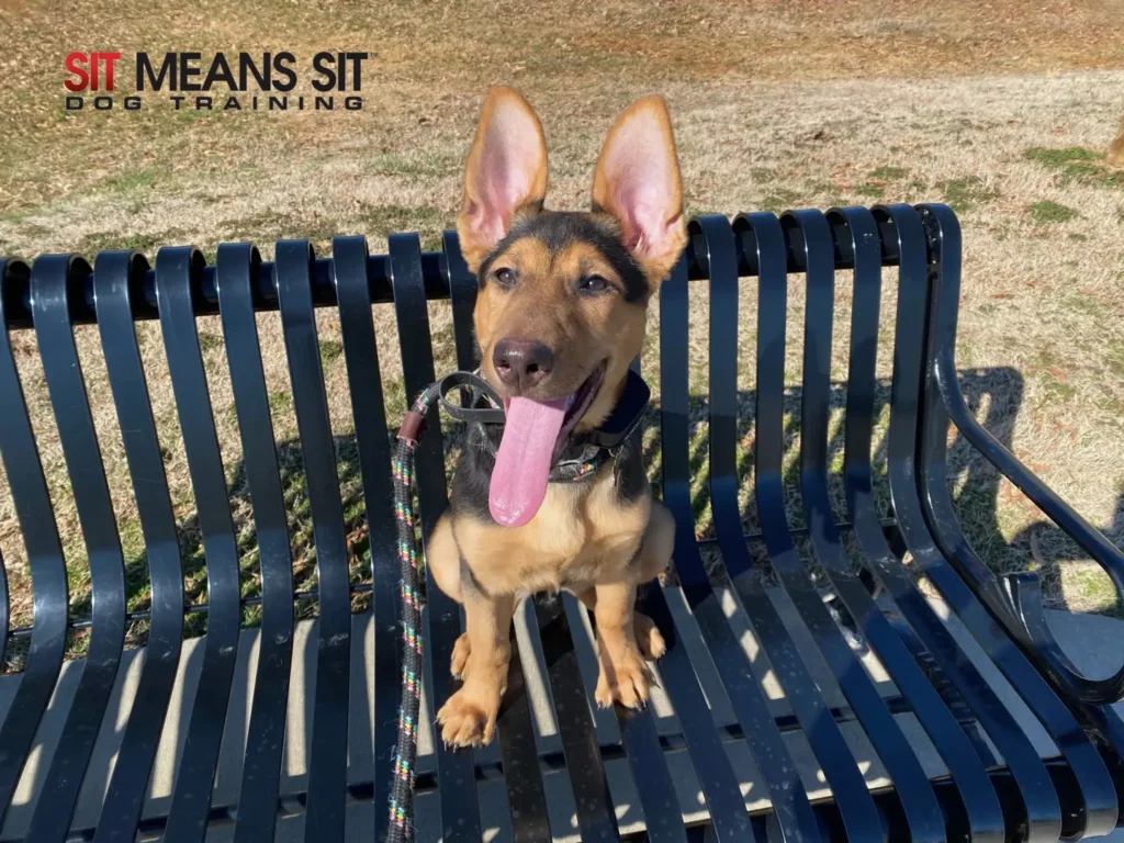 german shepherd puppy classes