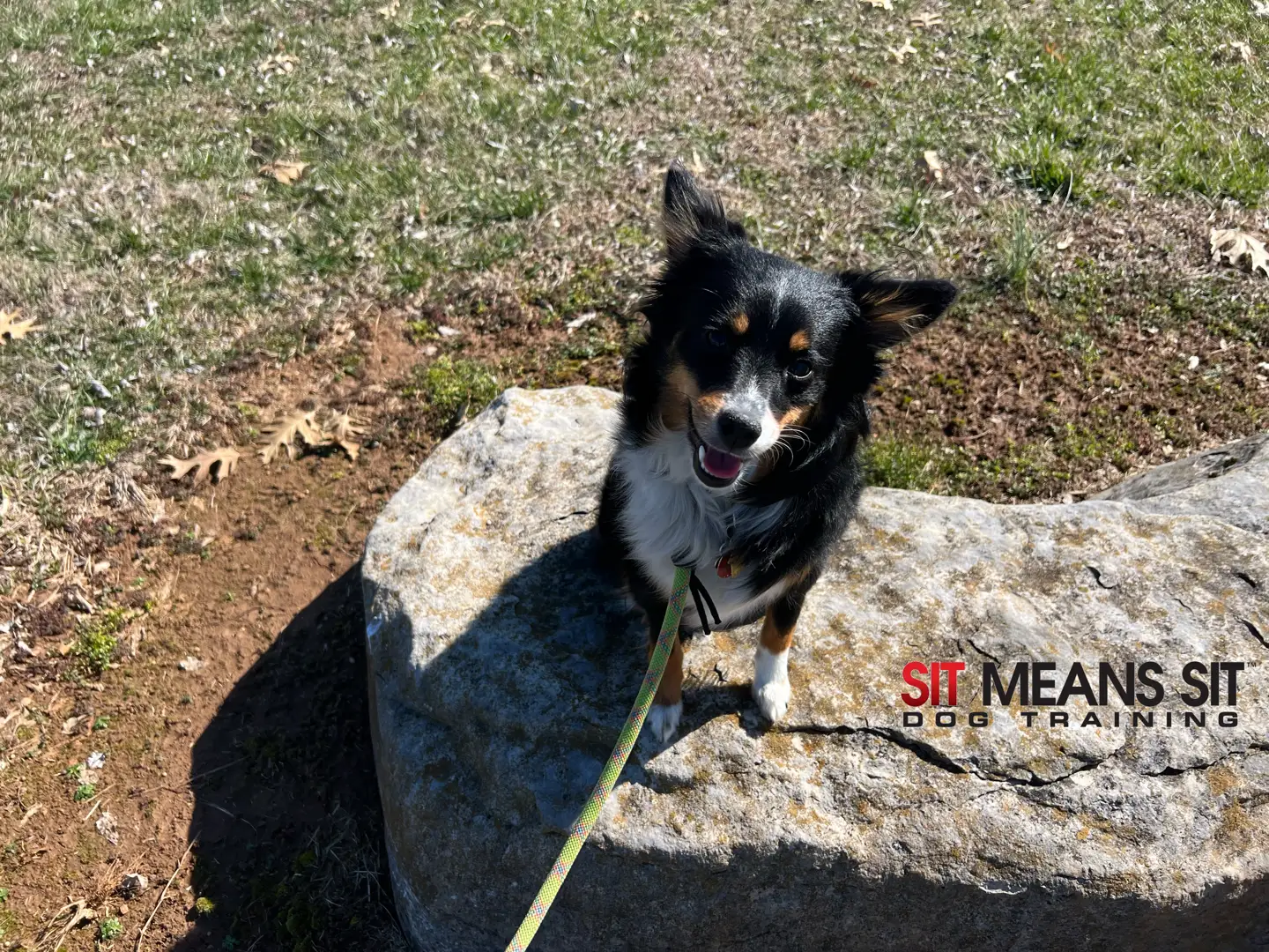 everyday dog reliability training
