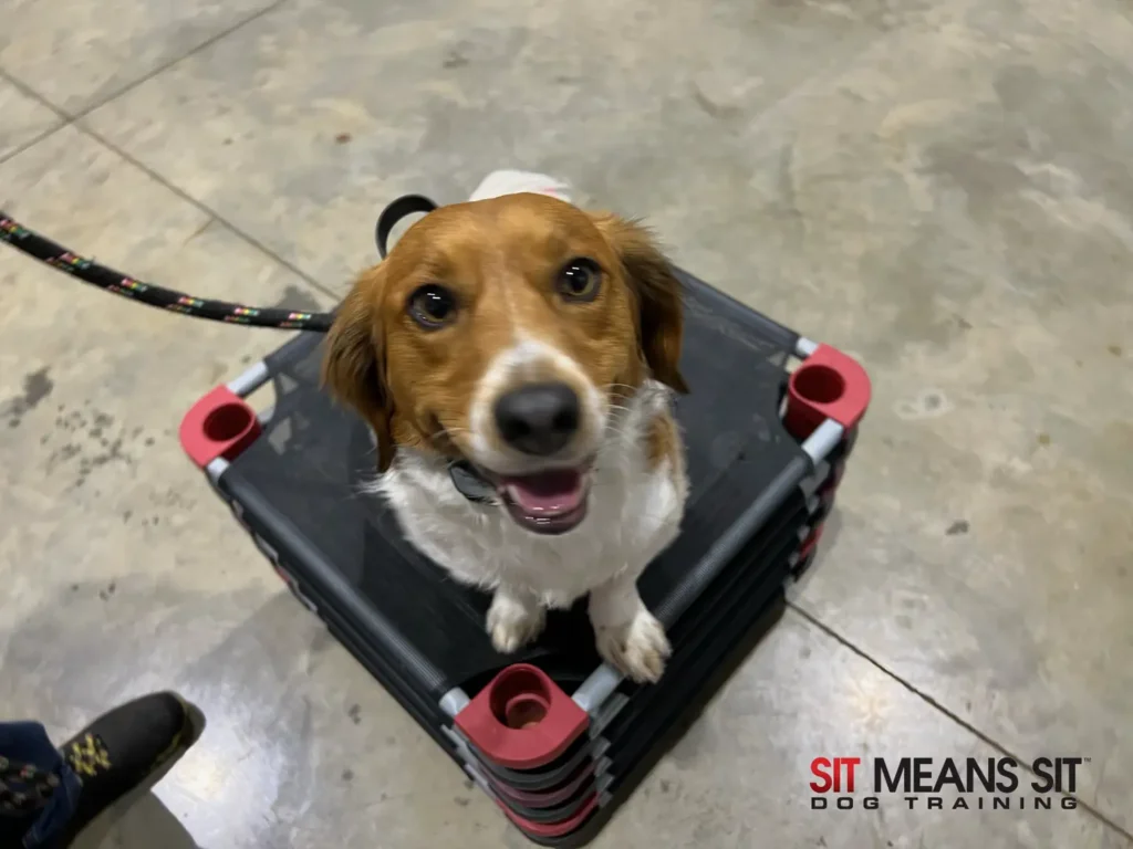 confidence building dog training