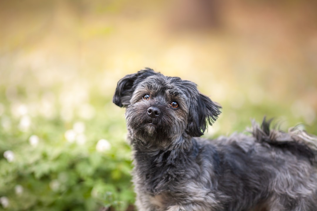 havanese behavior problems