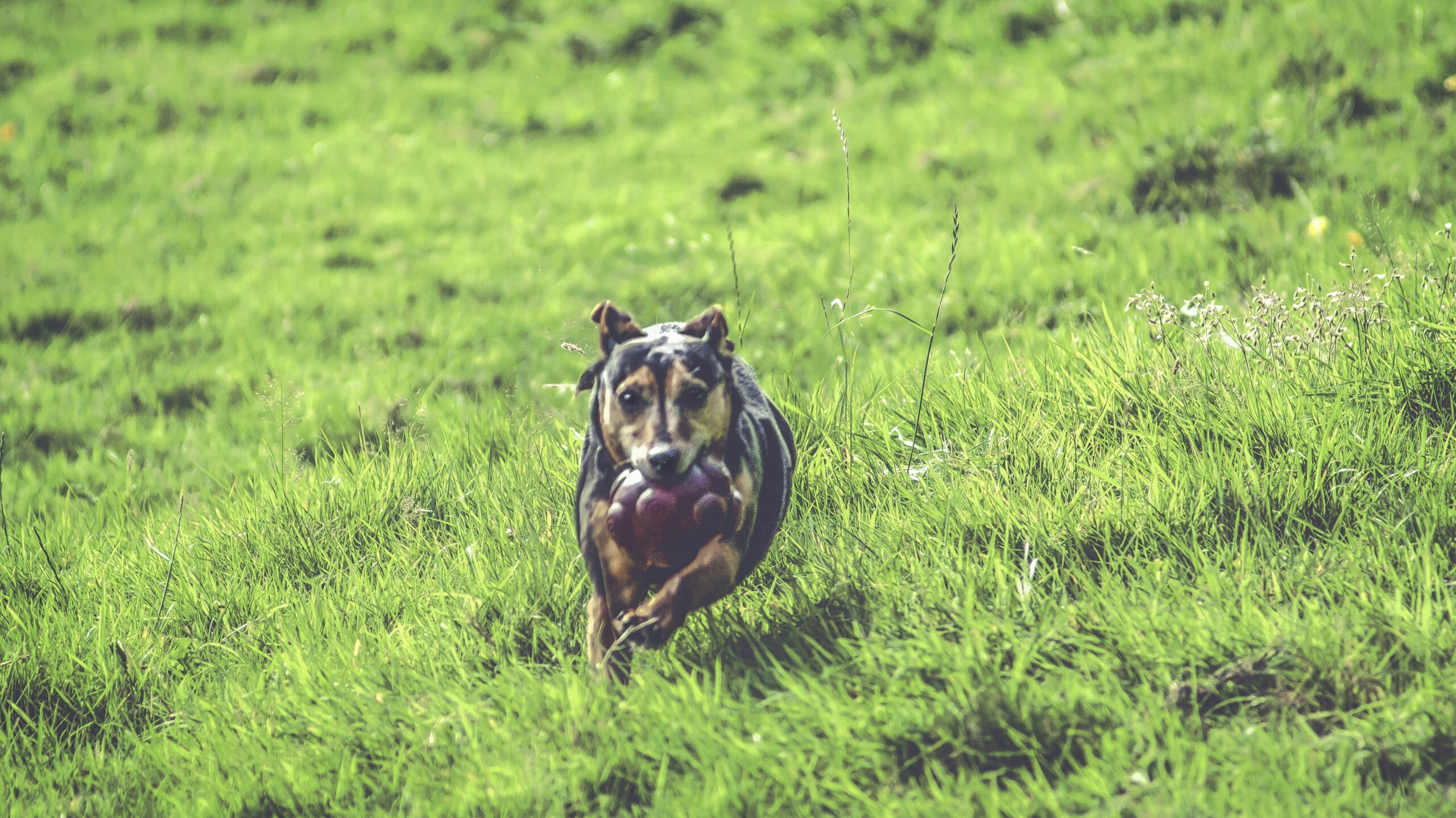 dog parks in murfreesboro tn