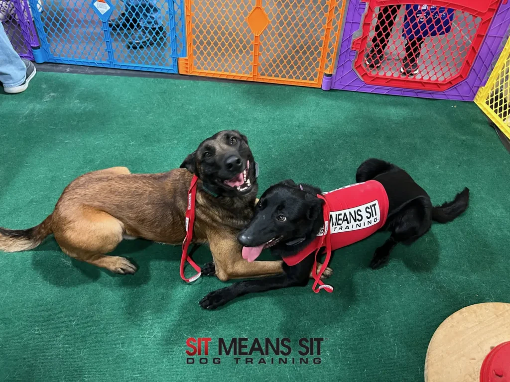 group classes for dogs